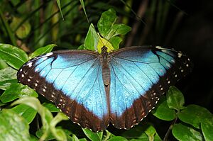 Morpho peleides 2