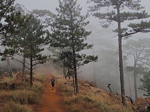 Mount Tapulao pine forest in fog