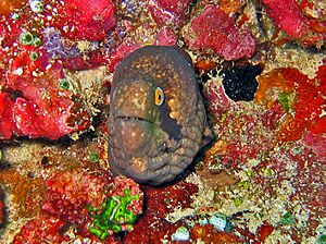 Muraenidae - Gymnothorax breedeni