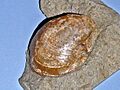 Mytilidae - Modiolus species