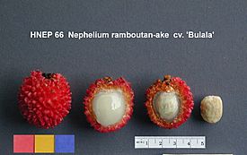 Nephelium ramboutan-ake1