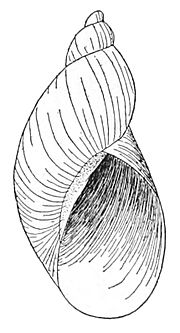 Novisuccinea chittenangoensis shell