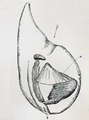 Oikopleura (Vexillaria) cophocerca 001