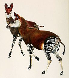 Okapi 1901