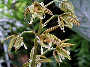 Mormodes lineata Facts for Kids