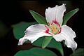 Paintedtrillium