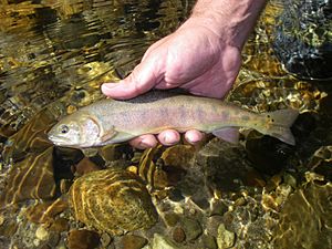 Paiute cutthroat trout (15661670853).jpg