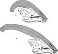 Parasaurolophus skulls