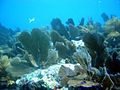 Pennekamp Coral