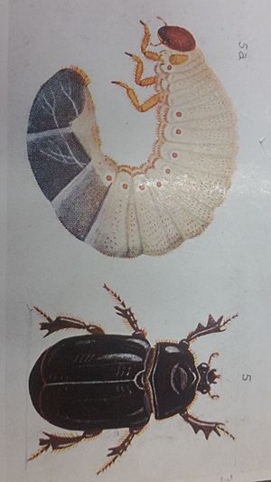 Pericoptus truncatus by George Vernon Hudson