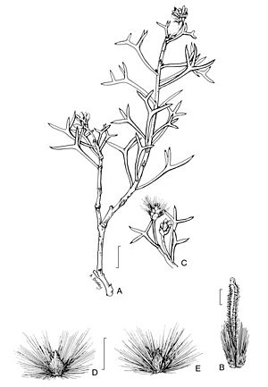 Petrophile pauciflora.jpg