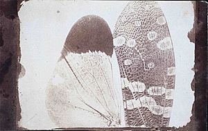 Photomicrograph of insect wings - By William Henry Fox Talbot