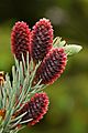 Picea Pungens Young Cones