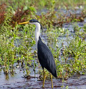 Pied Heron in breeding plumage - Fogg Dam - Middle Point - Northern Territory - Australia
