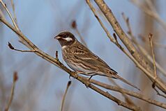 Pine Bunting (Emberiza leucocephalos) - Цагааншанаат хөмрөг (15617685422).jpg