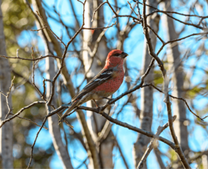 Pine grosbeak