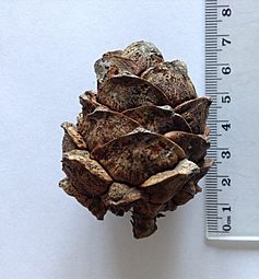 Pinus cembra cone dried