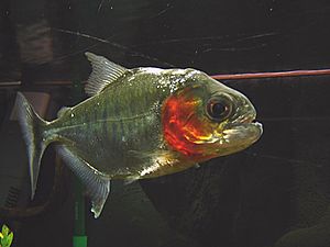 Piranha-serrasalmus manueli 01.jpg