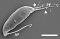 Podomonas kaiyoae C