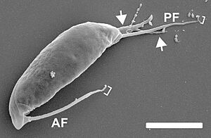 Podomonas kaiyoae C