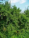 Prunus spinosa 001.jpg