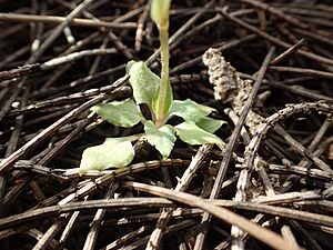 Pterostylis microphylla rosette