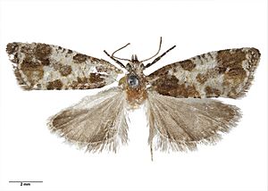 Pyrgotis calligypsa (Meyrick, 1926) AMNZ21749.jpg