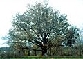 Quercus alba