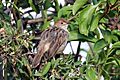 Rattling cisticola (Cisticola chiniana humilis)