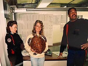 Saisie d'une tortue imbriquée, provenance de l'ile Maurice , douane d'Orly 1995