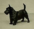 "A greyscale photograph of a typical black Scottish Terrier facing off camera in profile to the lower left"