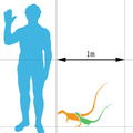 Sinosauropteryx scale