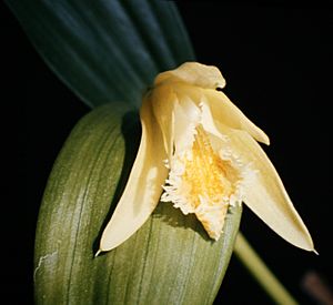 Sobralia fragrans - fl 1.jpg