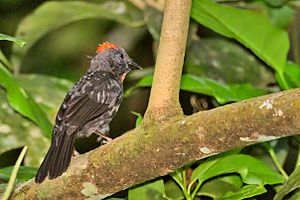 Sooty Ant-Tanager