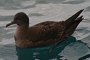 Sooty shearwater kaikoura