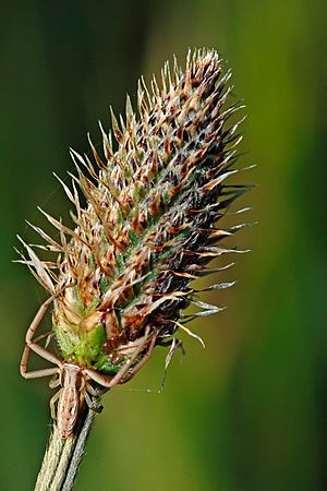 Spider on ribwort plant.jpg