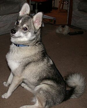 Standard Alaskan Klee Kai
