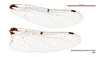 Synthemiopsis gomphomacromioides male wings (35063224715)