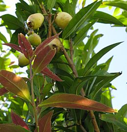 Syzygium jambos Foliage and fruit IMG 4901