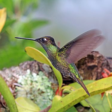 Talamanca hummingbird (Eugenes spectabilis) male in flight