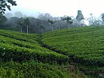 Tea Plantations in Sri Lanka situated in Wewalthalawa