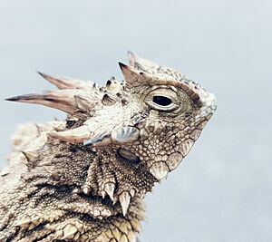 Texas Horned Lizard, 87216 Tamps., México imported from iNaturalist photo 367043012