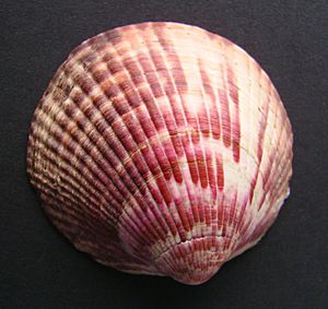 Tucetona laticostata 2.JPG
