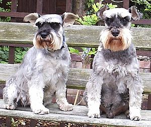 Male sales mini schnauzer