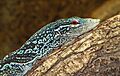 Varanus macraei - Reptilium Landau 01