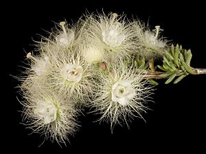 Verticordia huegelii var decumbens - Flickr - Kevin Thiele.jpg