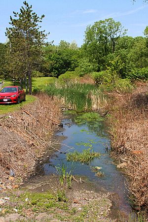 Warrior Creek looking downstream