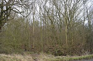 Weaveley Wood 3