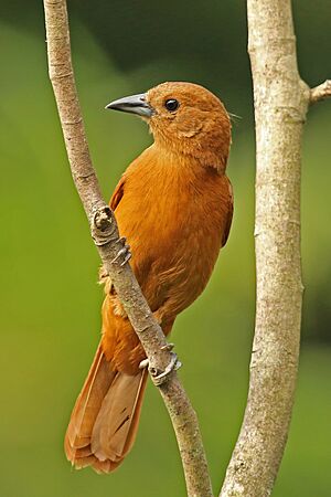 White-lined tanager (Tachyphonus rufus) female.jpg