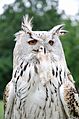 White horned owl portrait